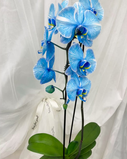 Blue orchids