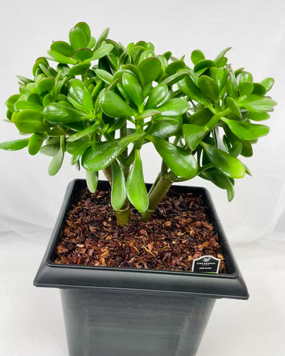 JADE