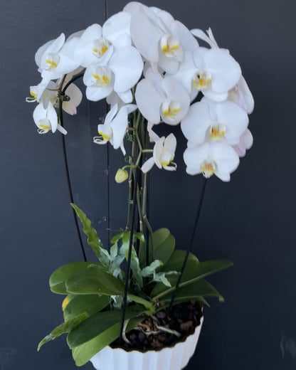 White Orchids