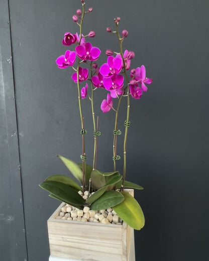 Mini Purple Orchid - Double