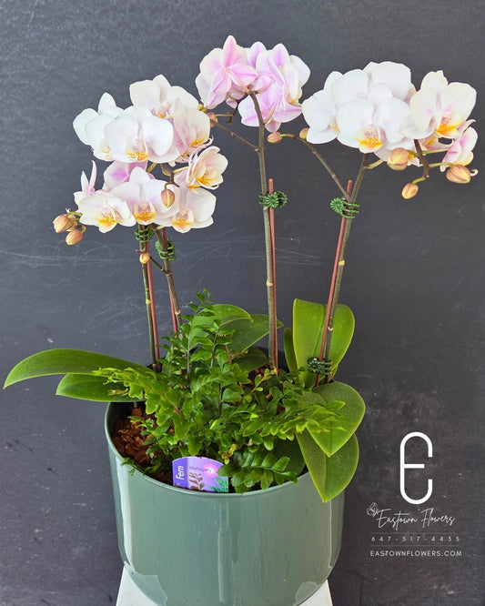 Radiant Orchid Garden