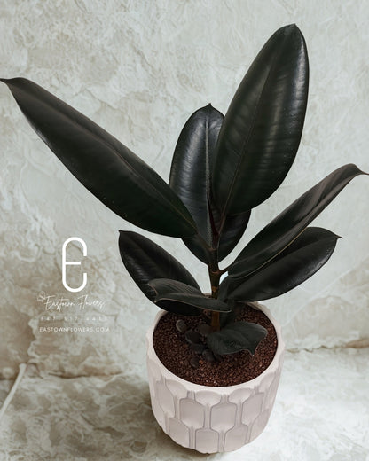 Rubber tree