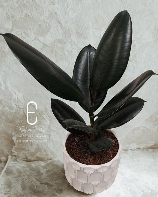 Rubber tree