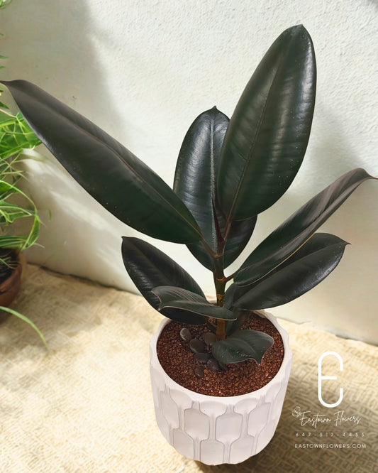 Rubber tree