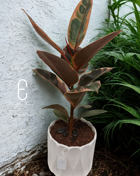 Rubber Tree (Ruby)