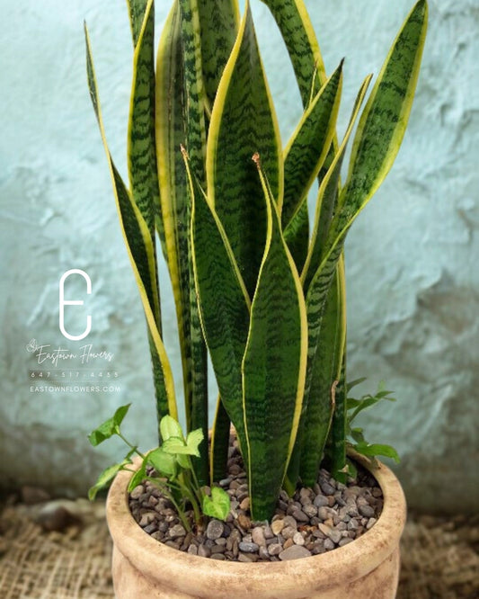 Sansevierias Plant