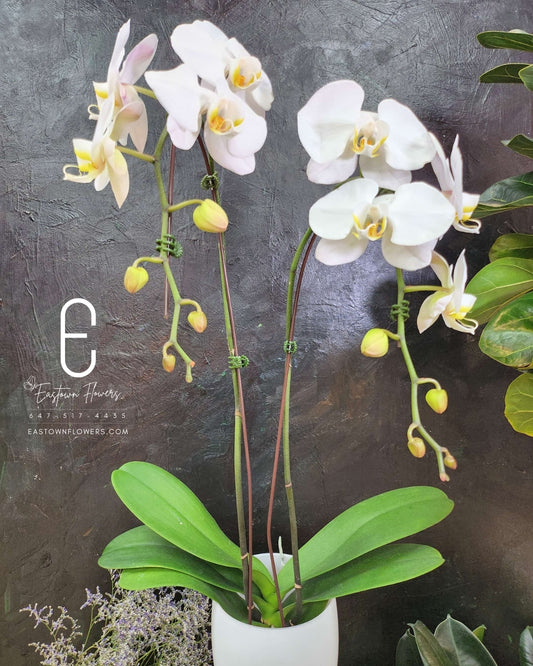 White Orchids - Double